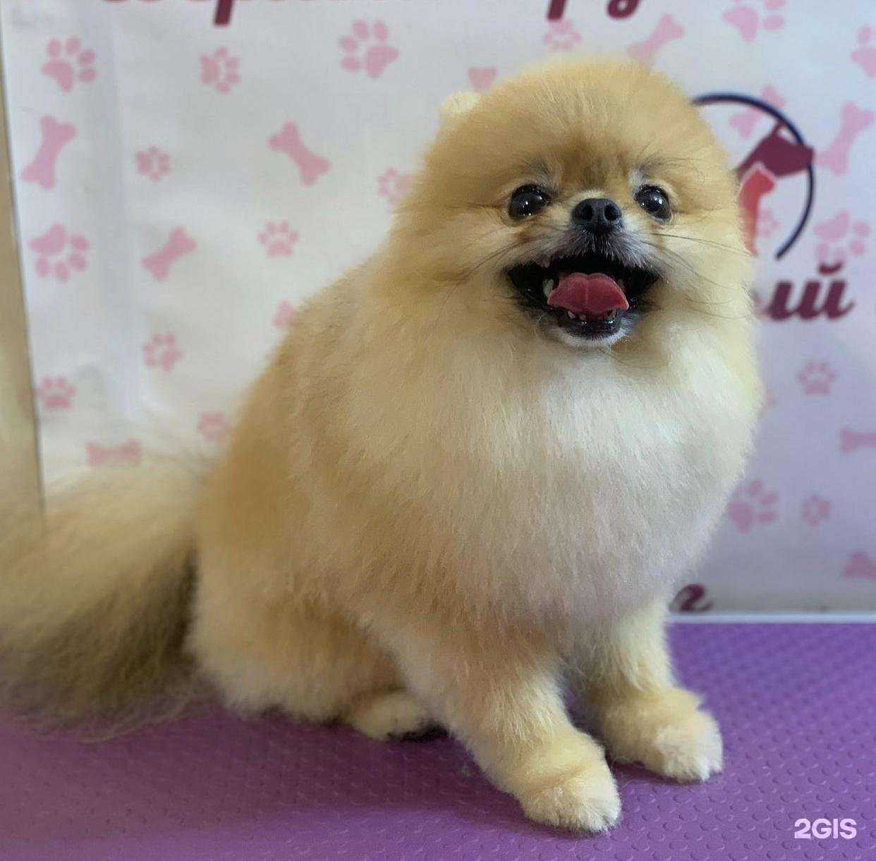 Отзывы на компанию Верный друг в г. Владивосток c фото