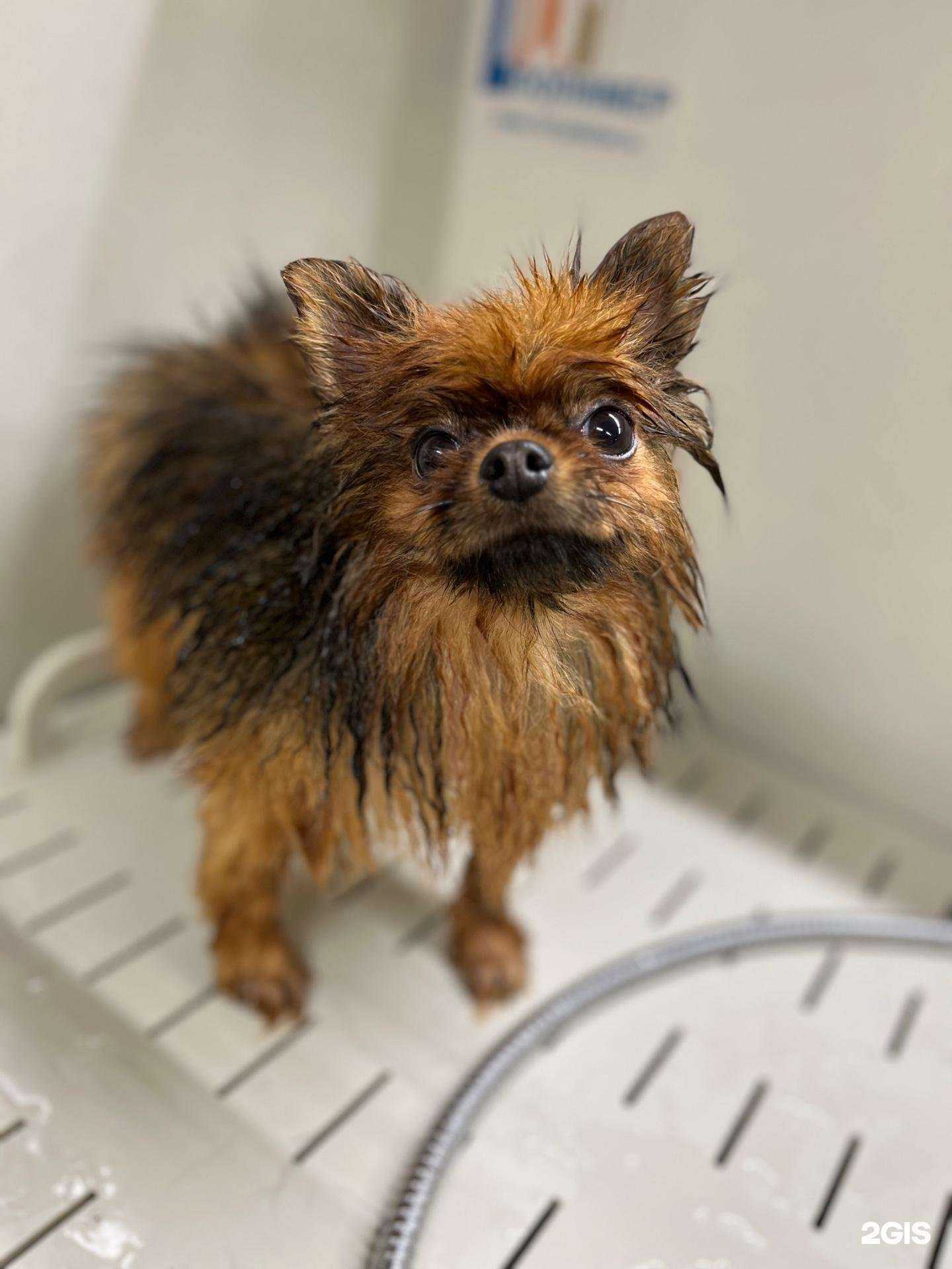 Отзывы на компанию Only Pets в г. Архангельск c фото