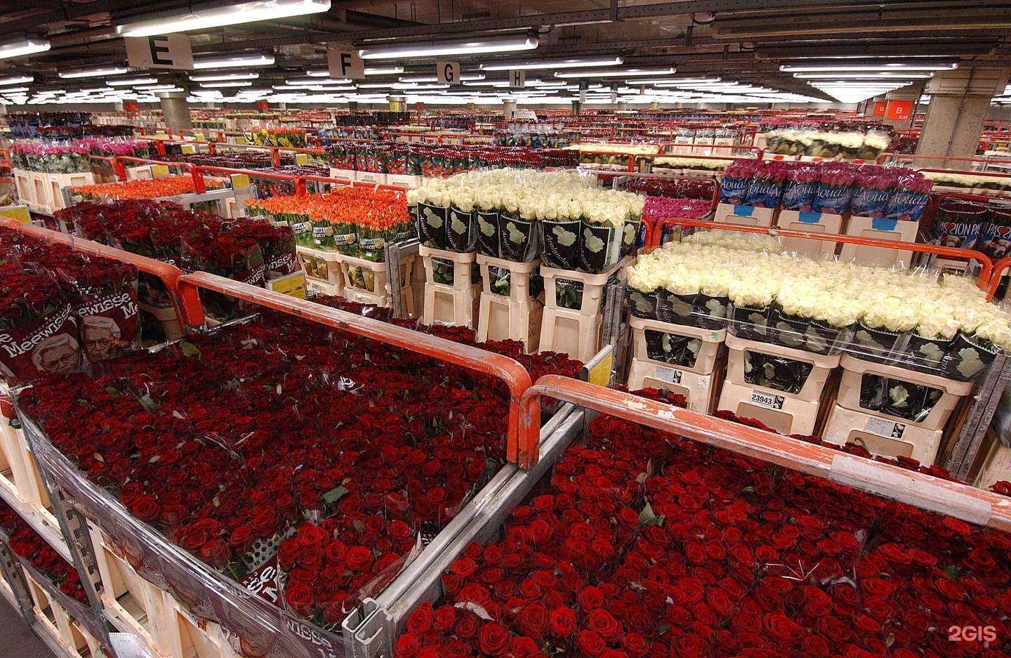 Отзывы на компанию Flora Export в Нижнем Новгороде c фото