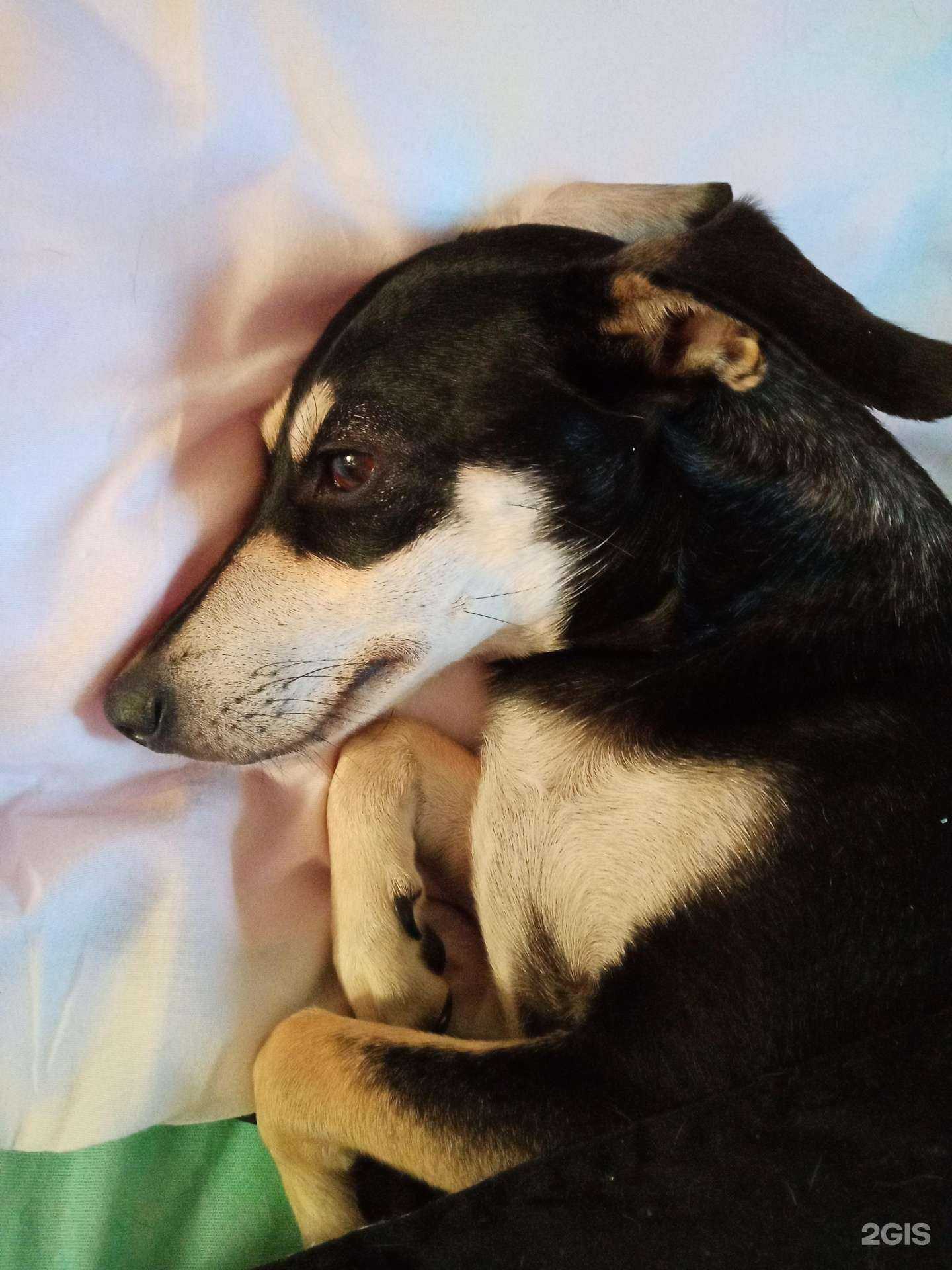 Отзывы на компанию Мед+вет в Магнитогорске c фото