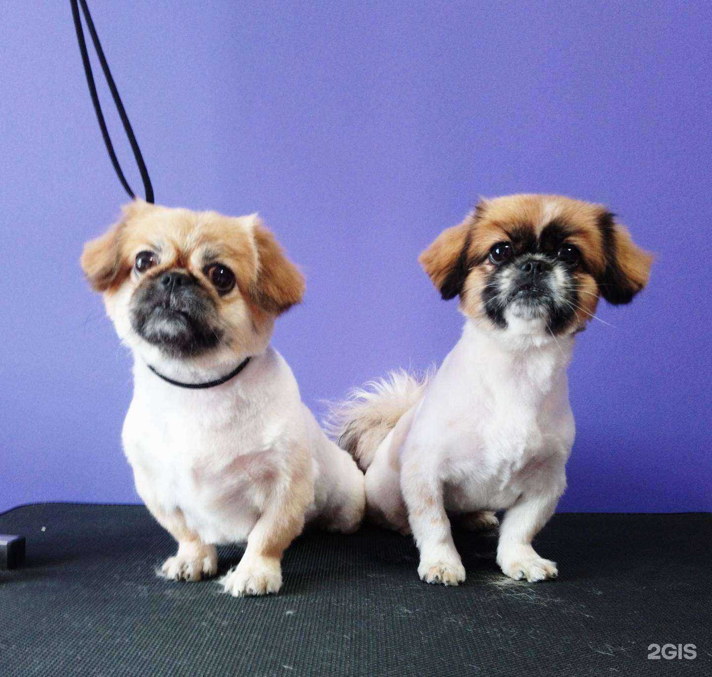 Отзывы на компанию Грумимур в Новокузнецке c фото