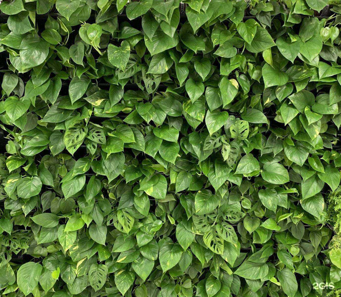 Отзывы на компанию Greenfactory в г. Краснодар c фото