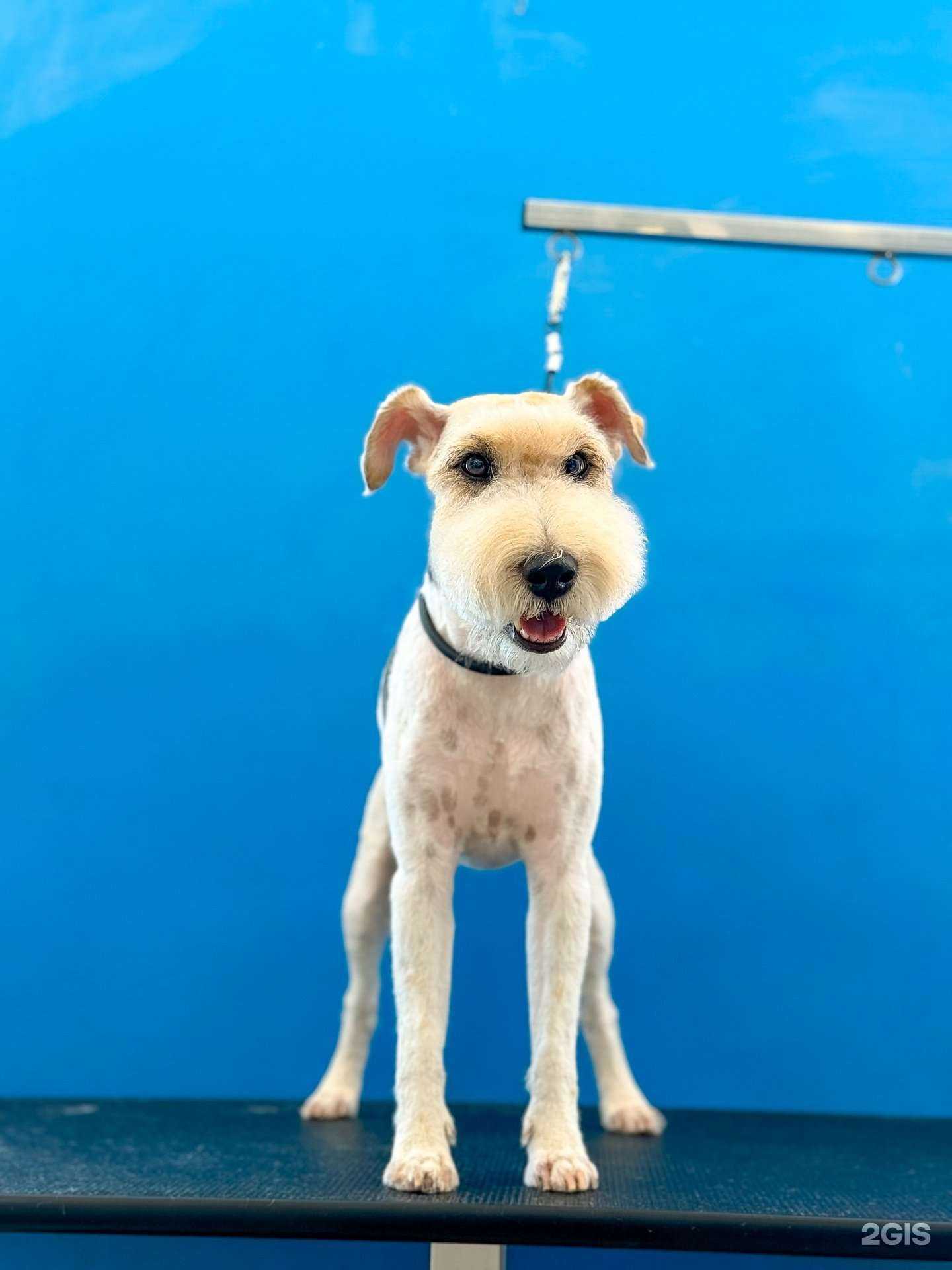 Отзывы на компанию Groommnsk в г. Новосибирск c фото