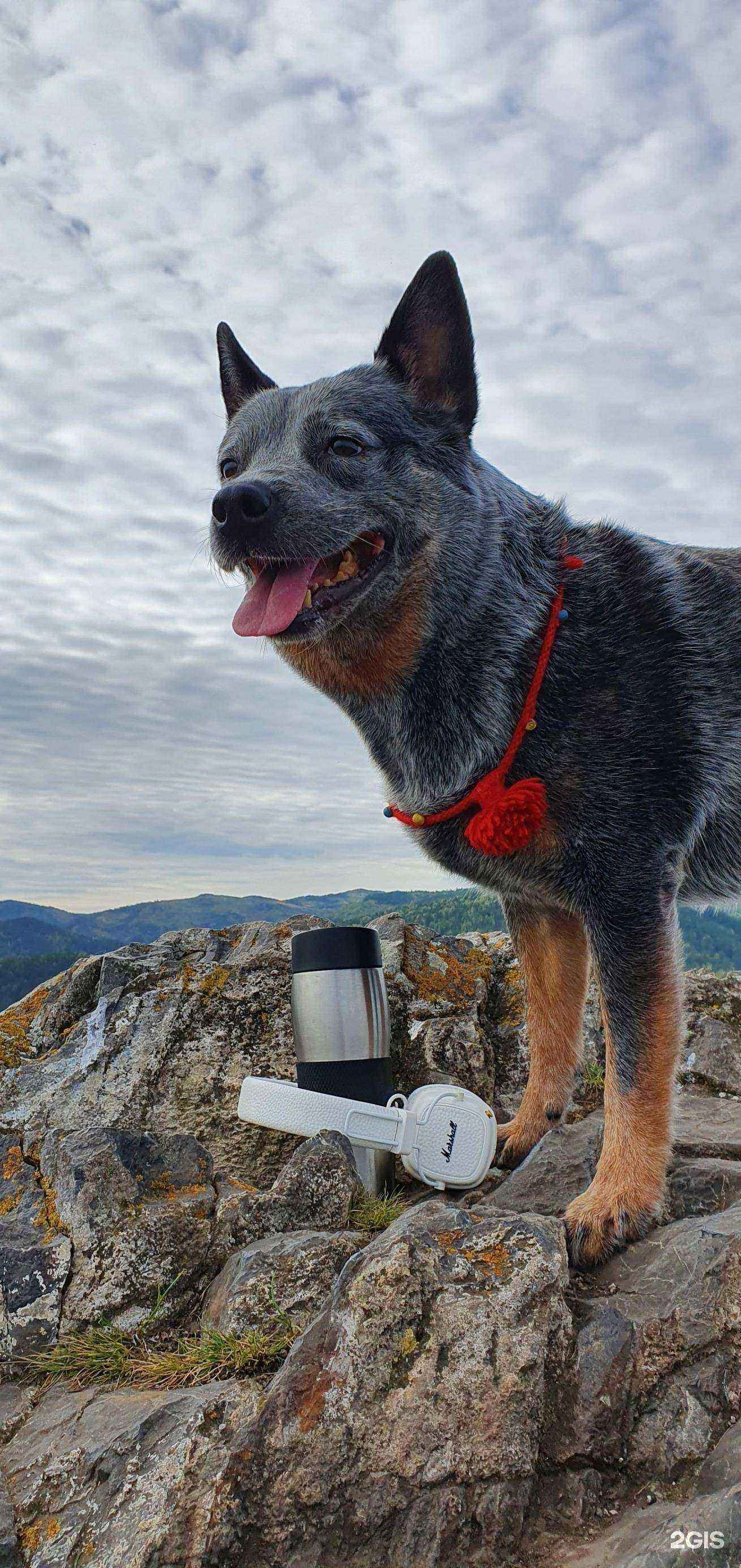 Отзывы на компанию Живой дом-собаки в Красноярске c фото