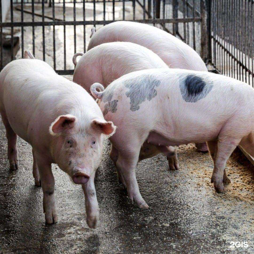 Отзывы на компанию Хабаровская краевая станция по борьбе с болезнями животных в Хабаровске c фото