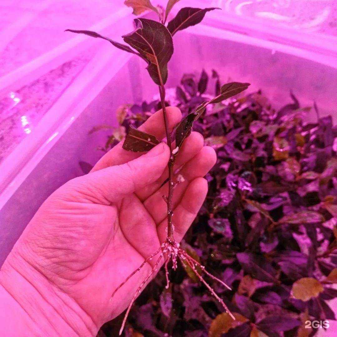 Отзывы на компанию Павловский питомник в Павлове c фото