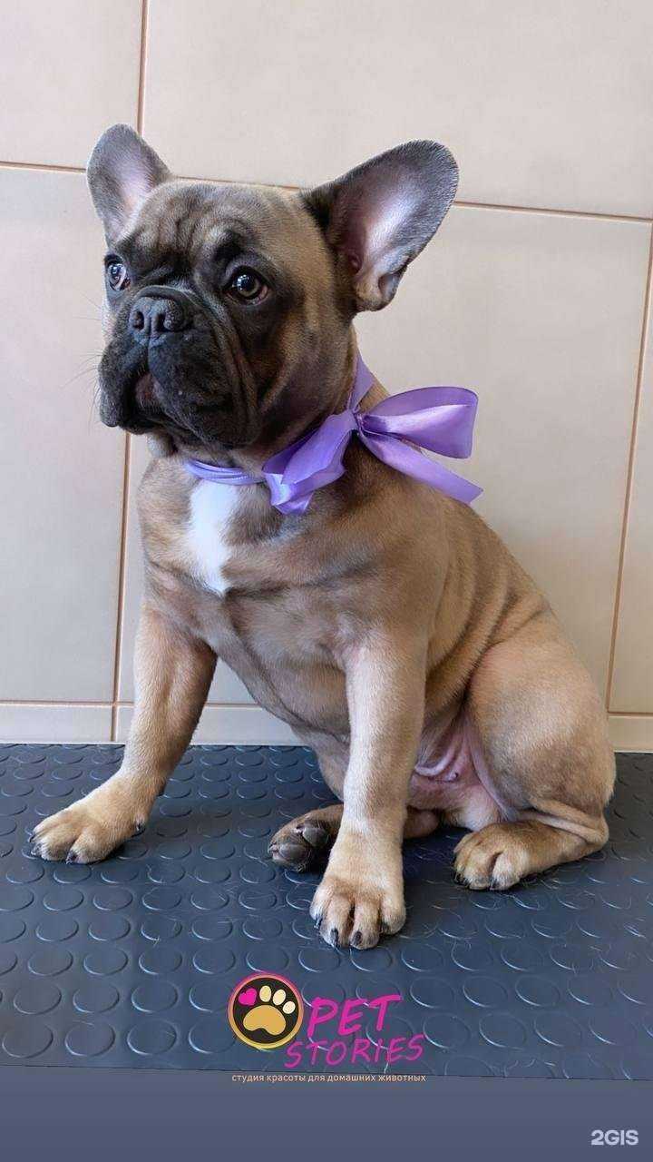 Отзывы на компанию petStories в Всеволожске c фото