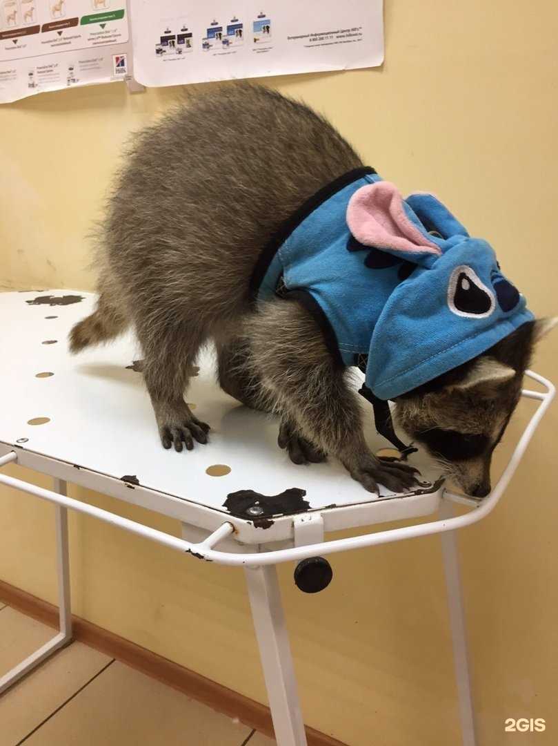 Отзывы на компанию Лона-вет в г. Тула c фото