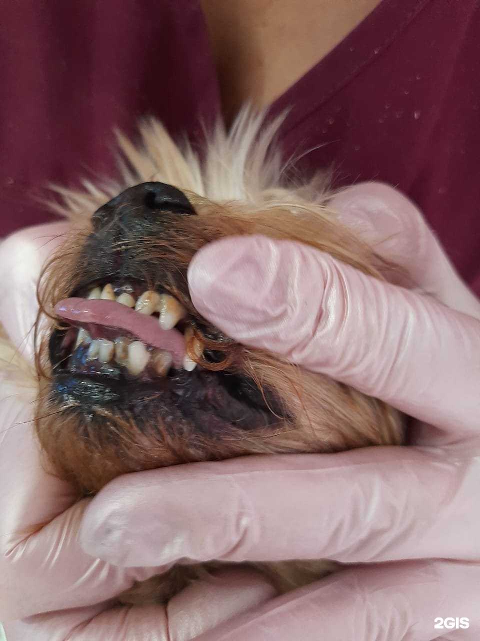 Отзывы на компанию Пушистый рай в Чите c фото