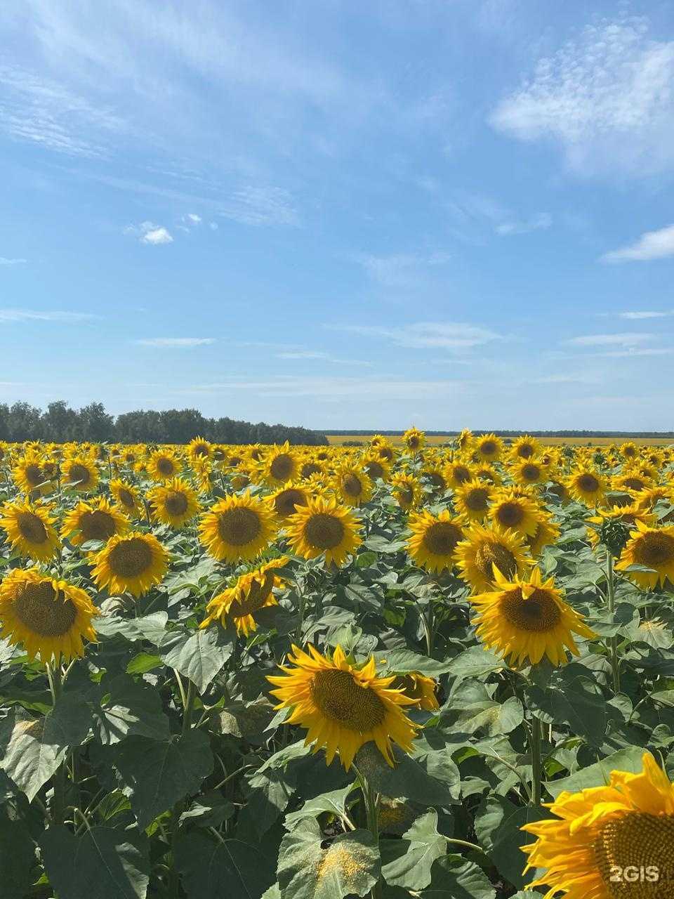 Отзывы на компанию АгроВита в г. Барнаул c фото