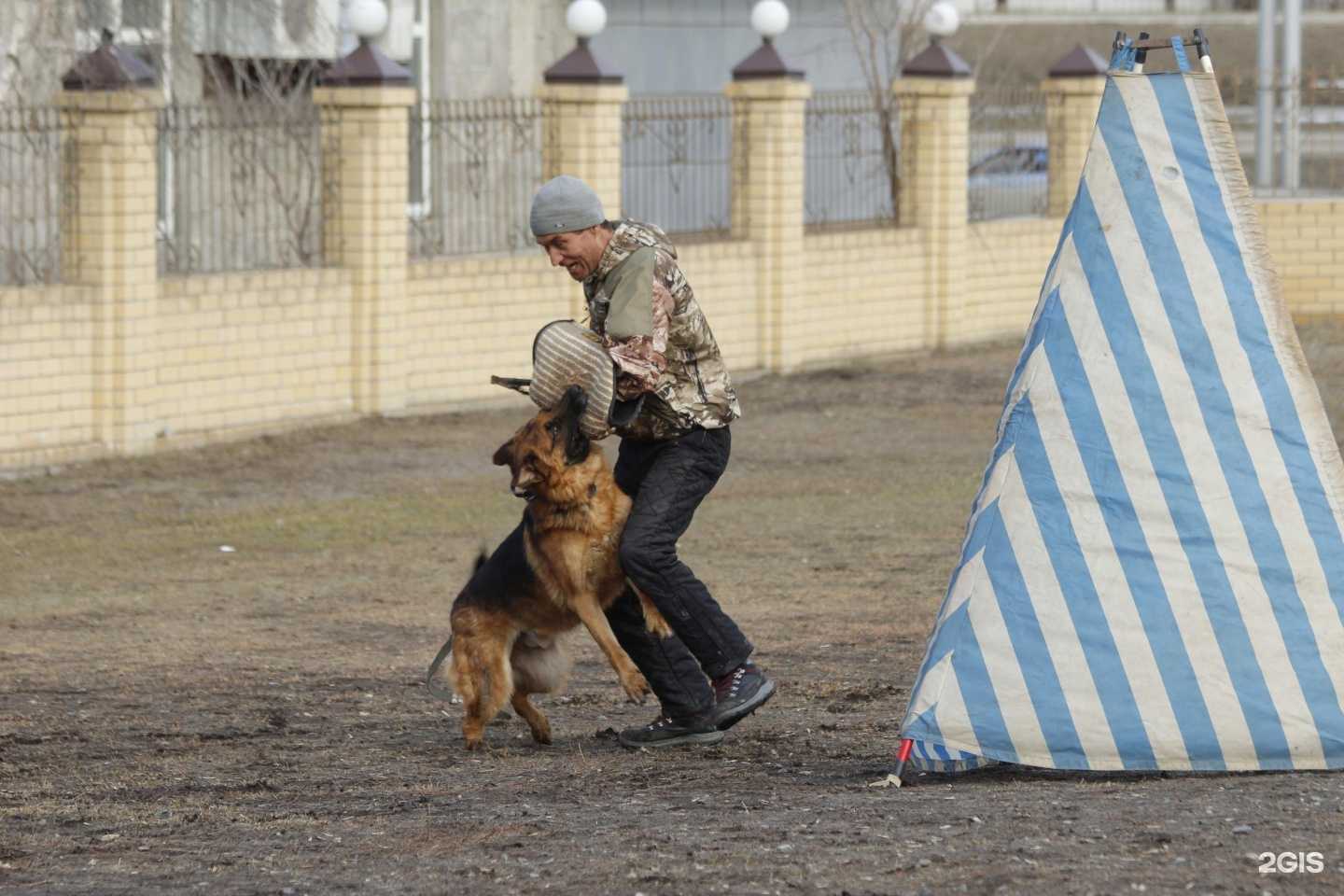Отзывы на компанию Oazis dog`s в Тюмени c фото