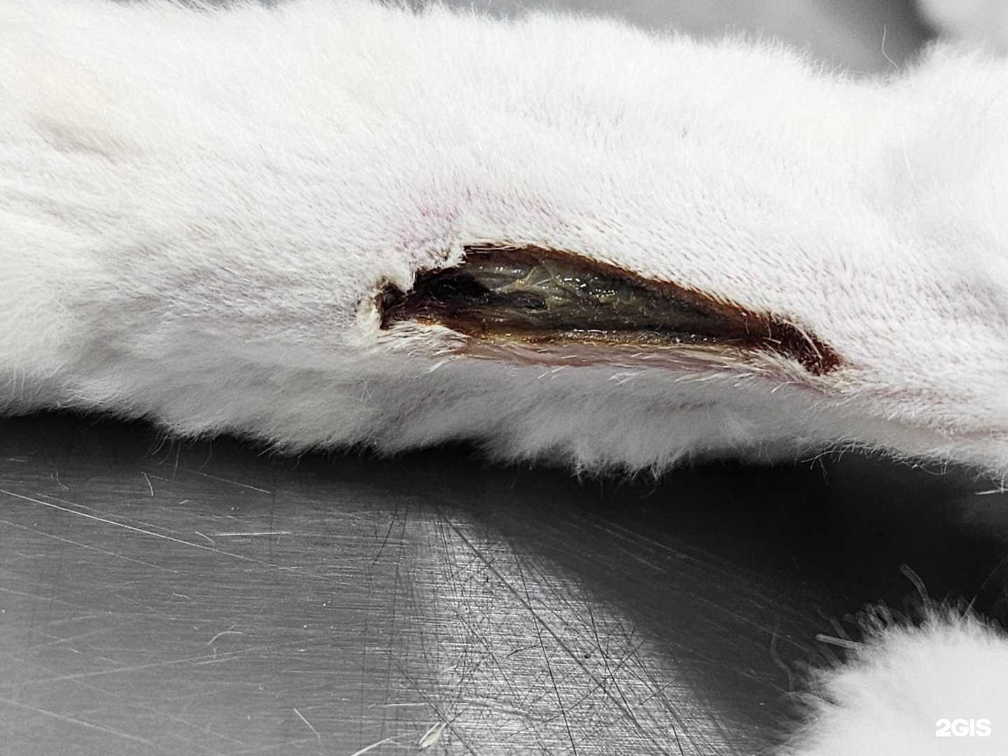 Отзывы на компанию Груминг-салон в Тюмени c фото