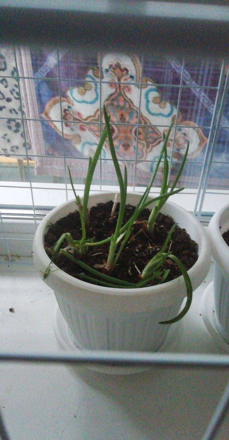 Отзывы на компанию Мишутка в Покрове c фото