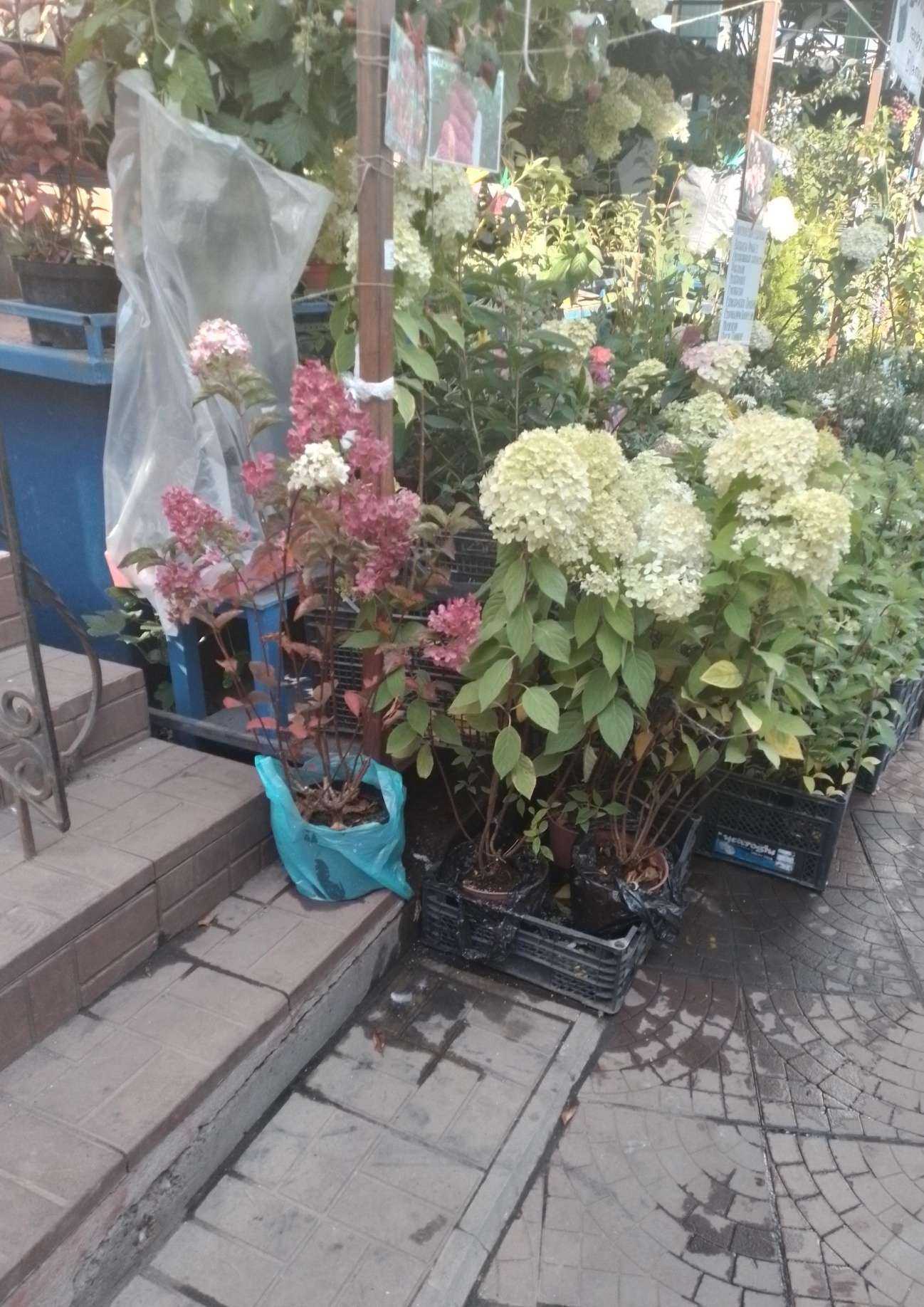 Отзывы на компанию Ванюшкин Сад в Чебоксарах c фото