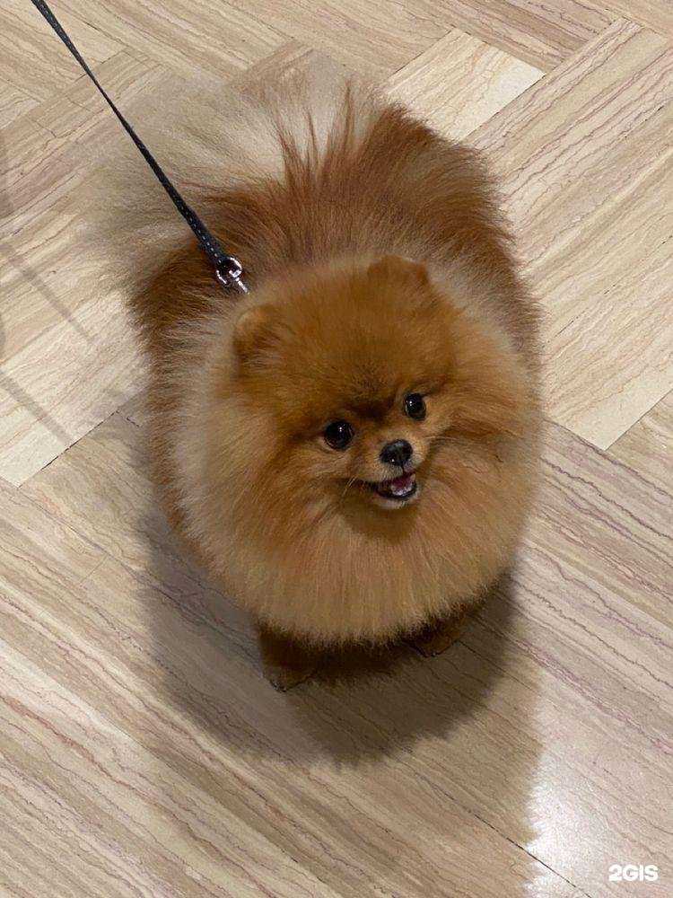 Отзывы на компанию ДокторВет в г. Иваново c фото