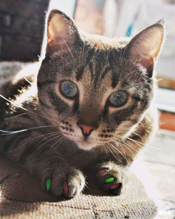 Отзывы на компанию Три кота в Томске c фото