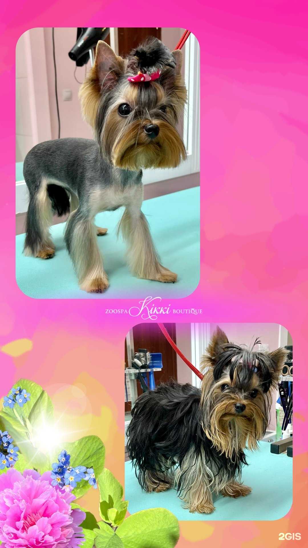 Отзывы на компанию Zoospa Kikki в Калининграде c фото