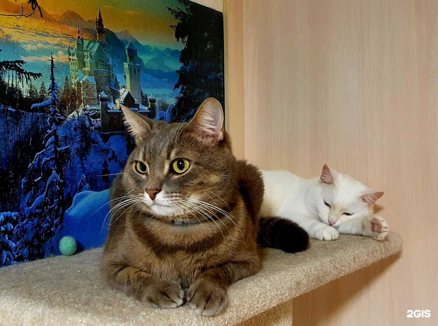 Отзывы на компанию Зооцентр в Перми c фото