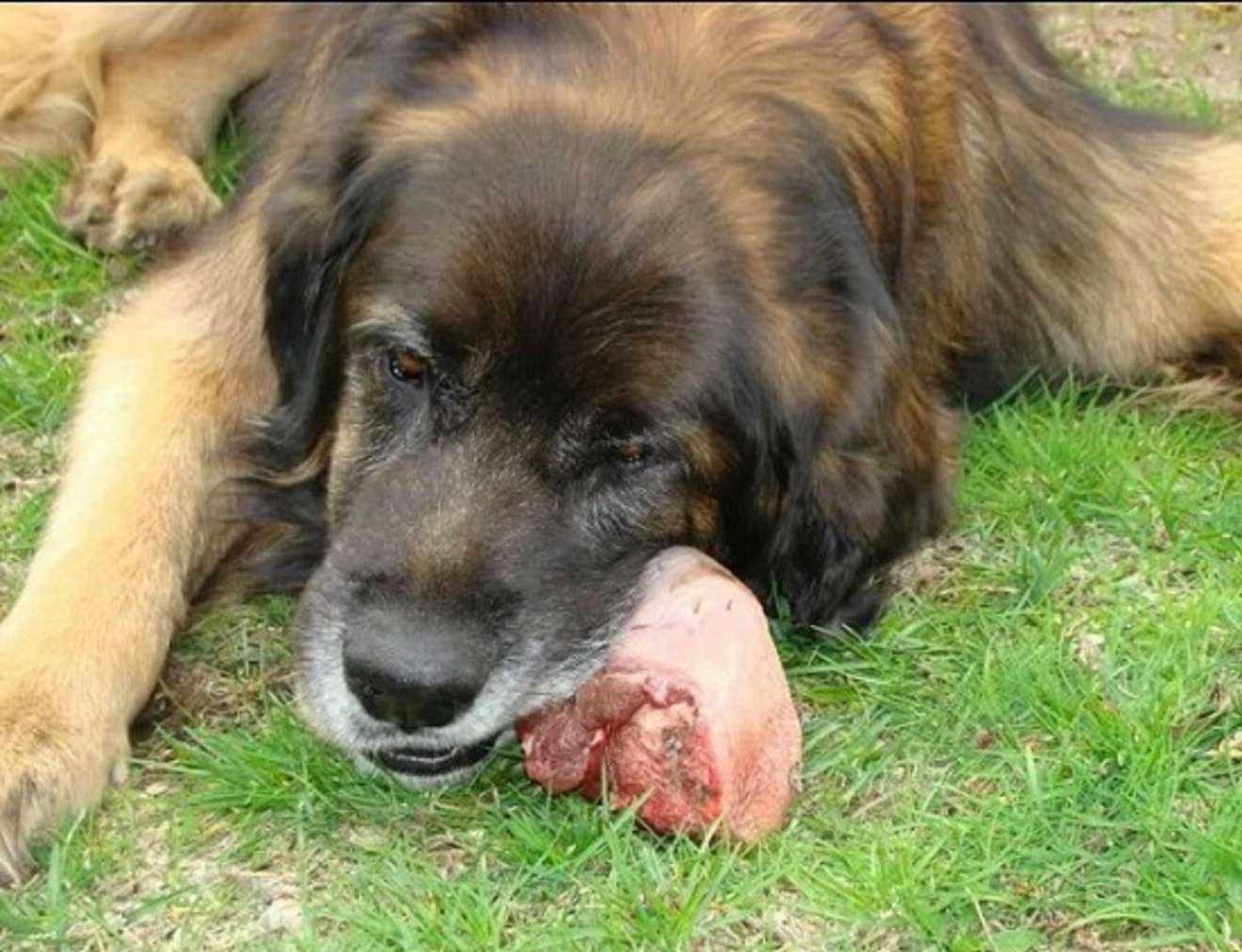 Отзывы на компанию Натуральная еда для собак в г. Великий Новгород c фото