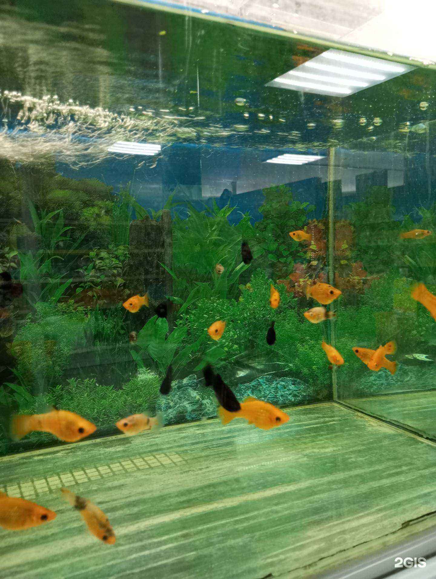 Отзывы на компанию Рыбка в Находке c фото