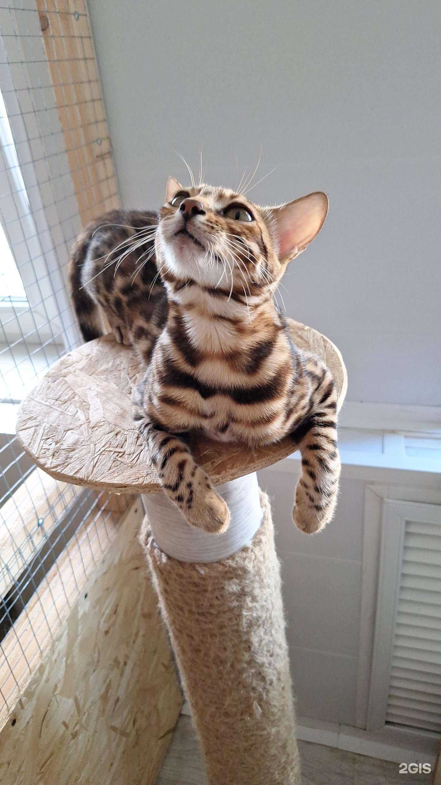 Отзывы на компанию Кошкин дом в Астрахани c фото