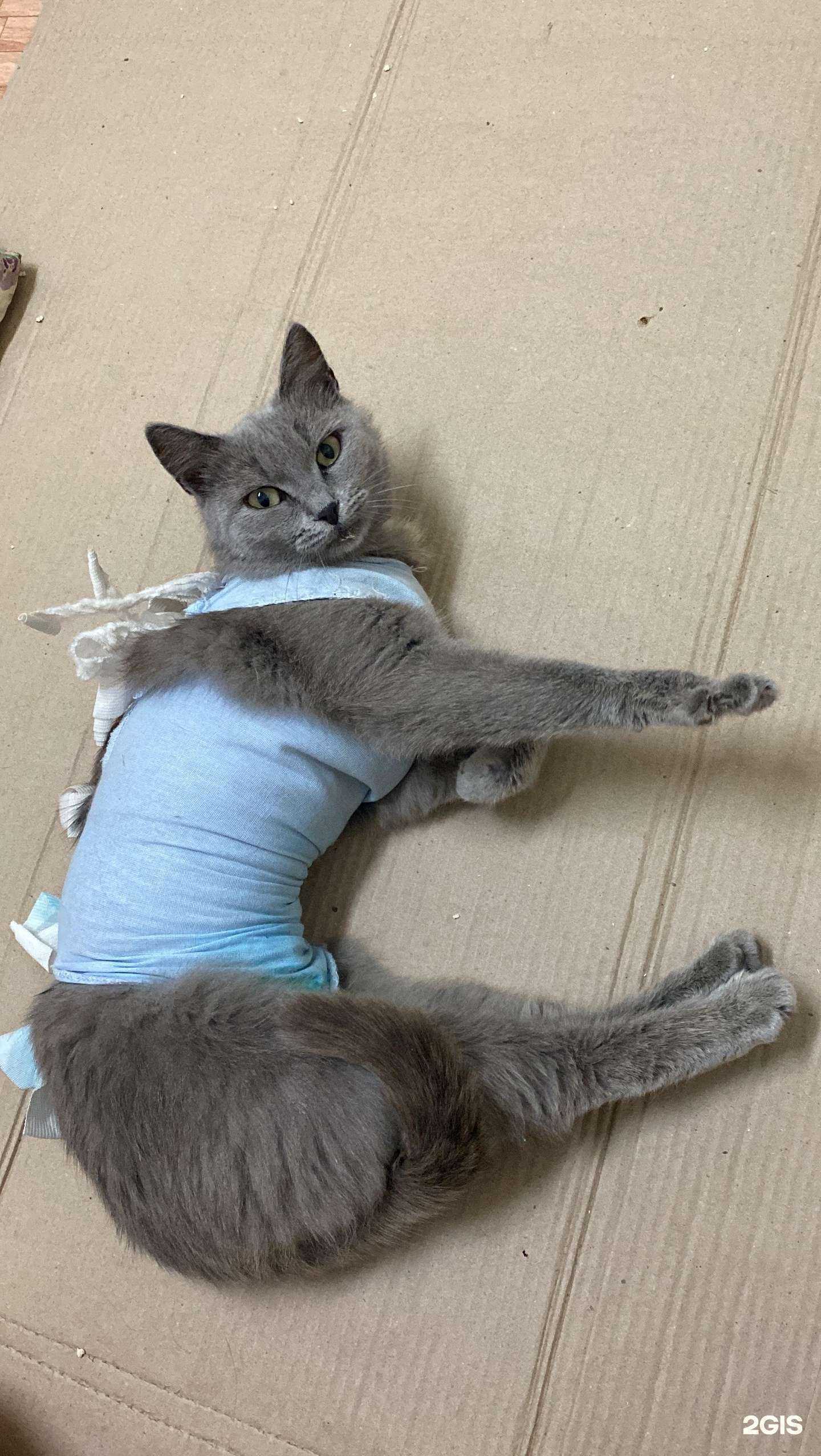 Отзывы на компанию АльфаВет в г. Ульяновск c фото