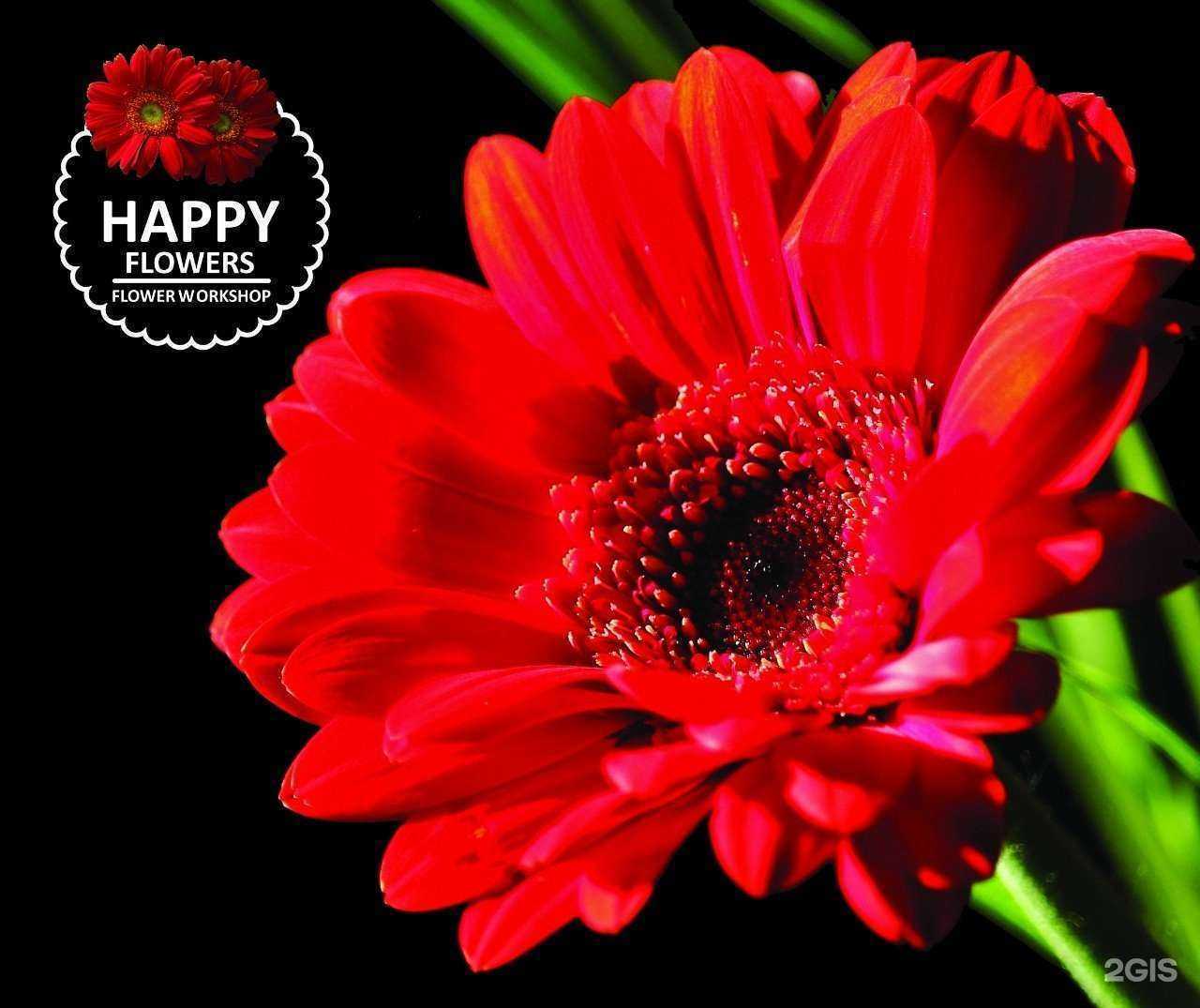 Отзывы на компанию Happy flowers в г. Иваново c фото