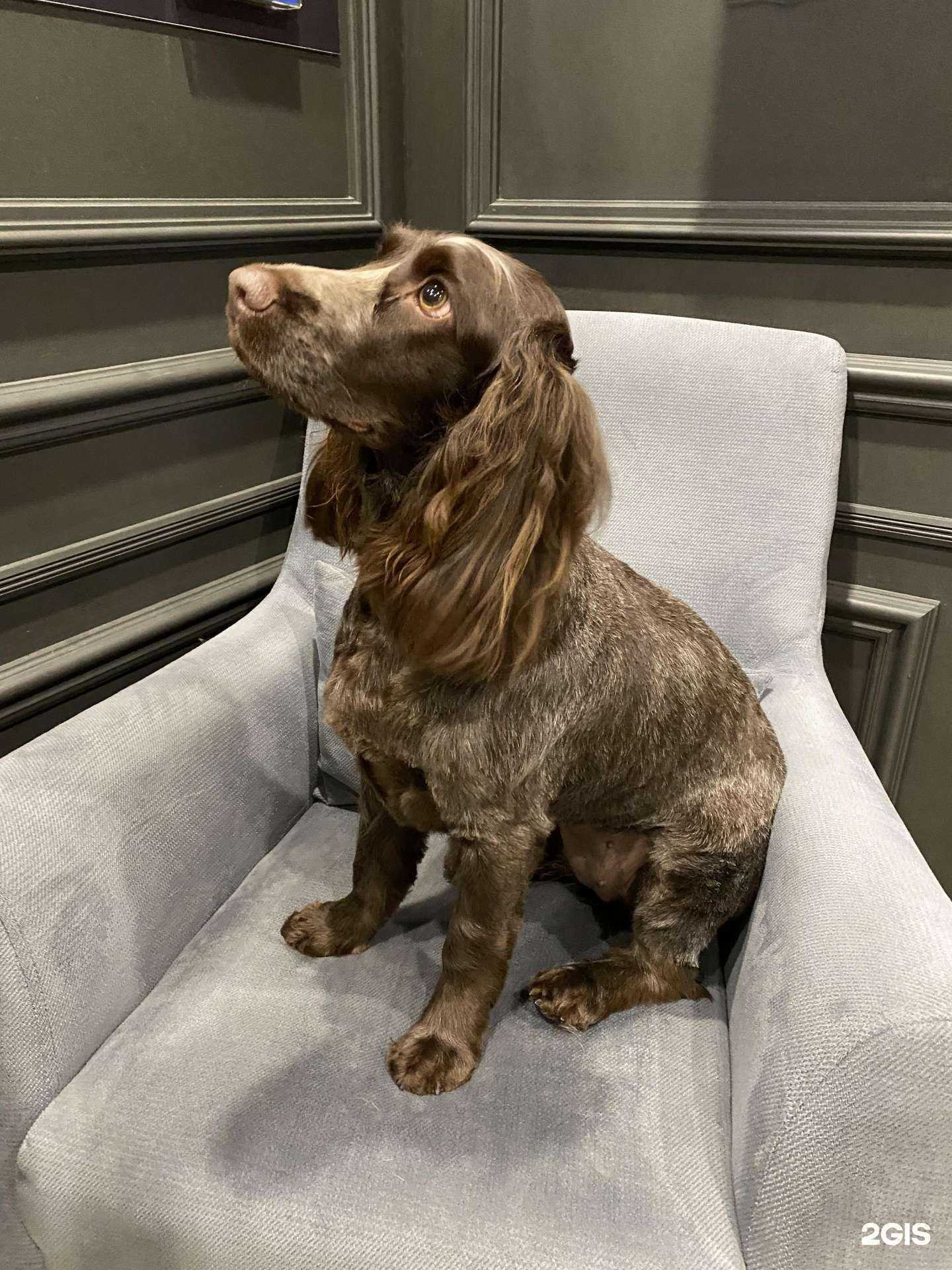 Отзывы на компанию Barberdog в г. Альметьевск c фото