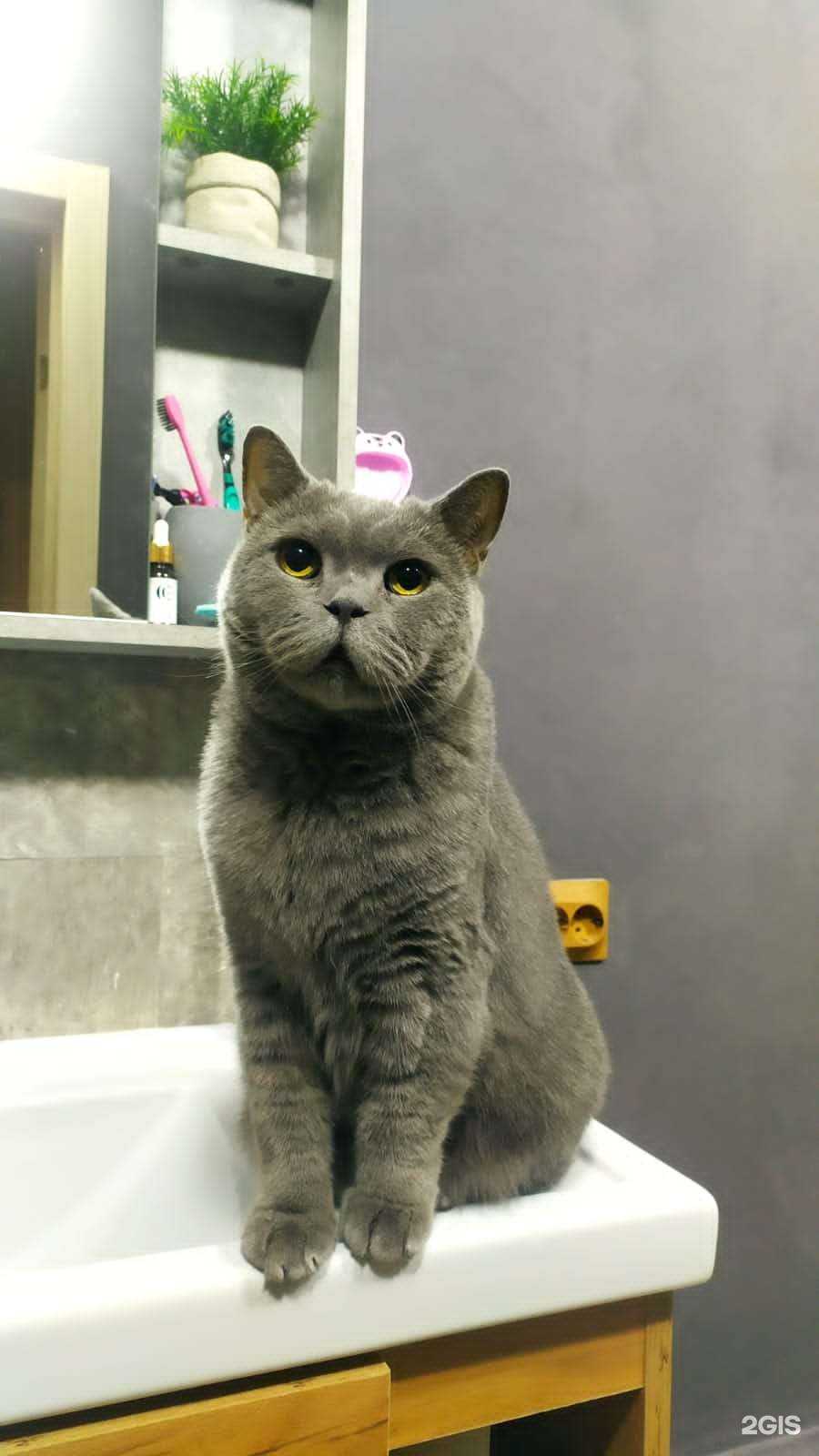 Отзывы на компанию Фелина в Красноярске c фото