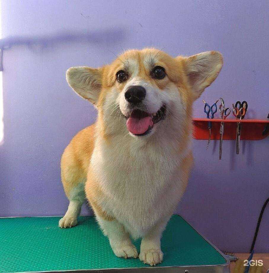 Отзывы на компанию Barber&dog в г. Красноярск c фото