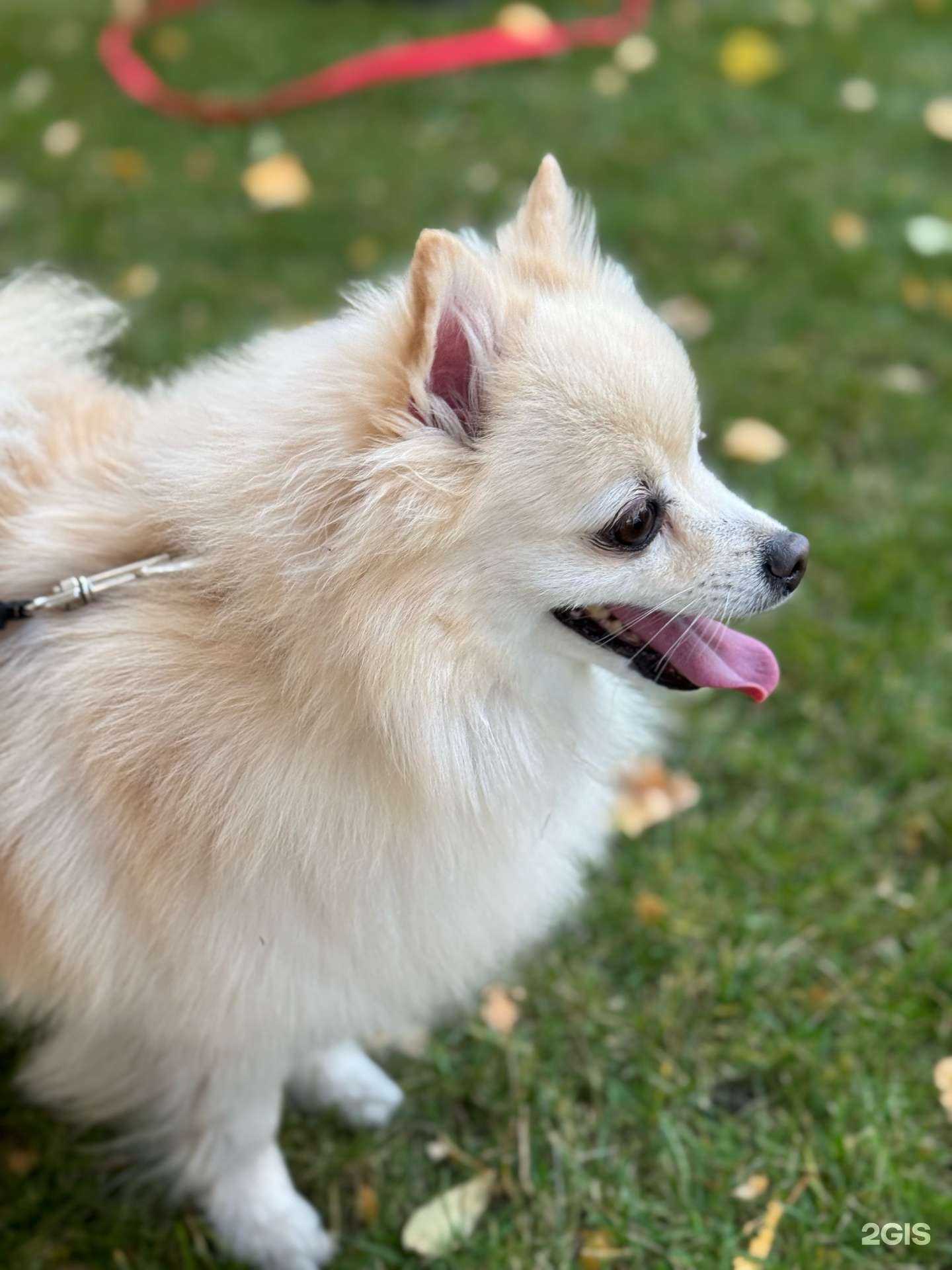 Отзывы на компанию Ветпрактика в г. Барнаул c фото