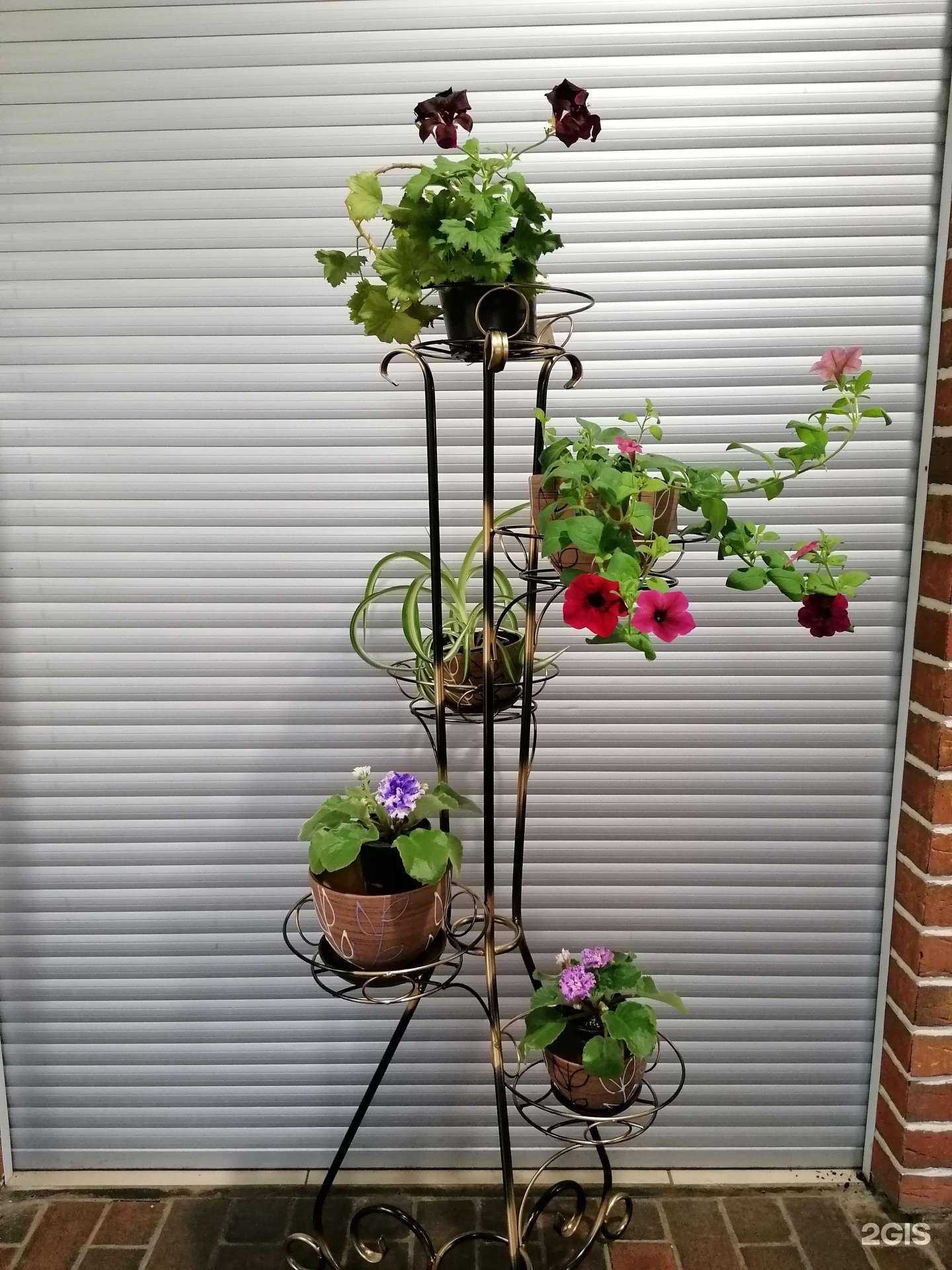 Отзывы на компанию Семена на Садовом в Перми c фото