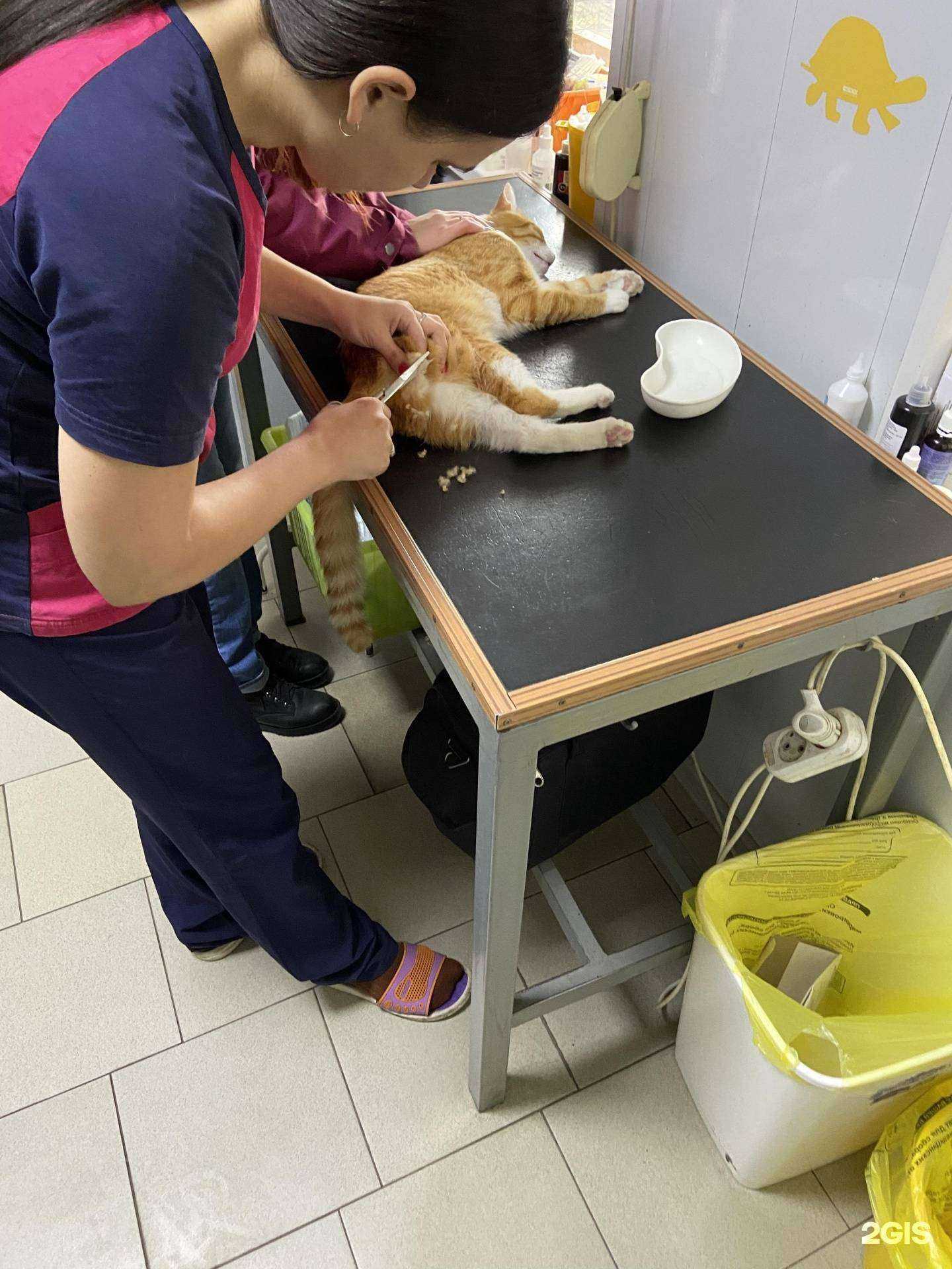 Отзывы на компанию Ирбис в Батайске c фото