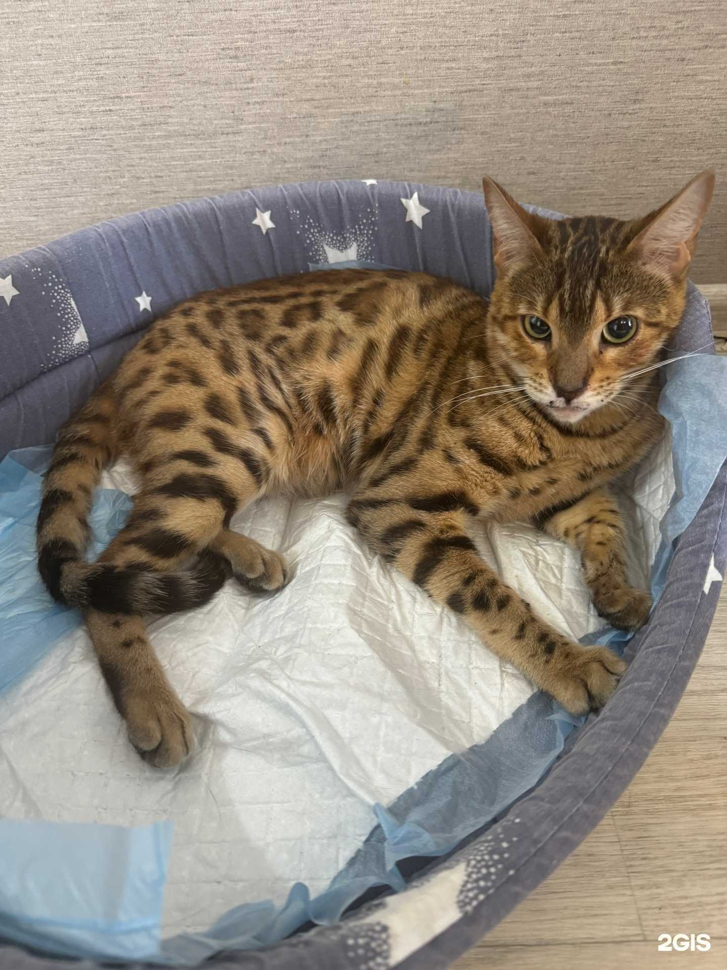 Отзывы на компанию БлагоВет в Красноярске c фото