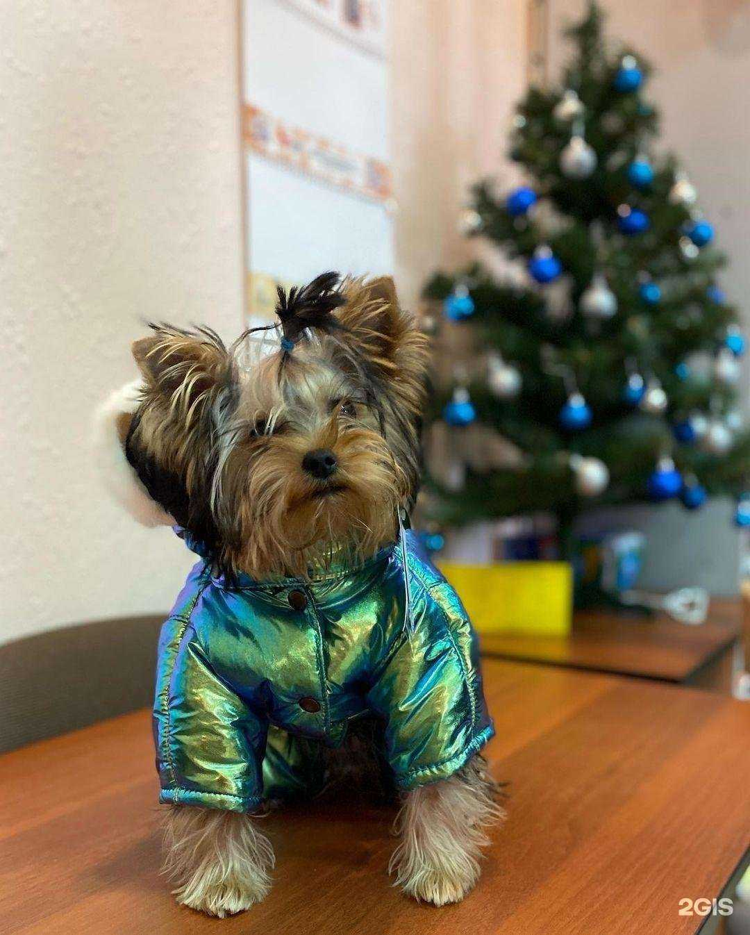 Отзывы на компанию Академия зоо в г. Шарыпово c фото