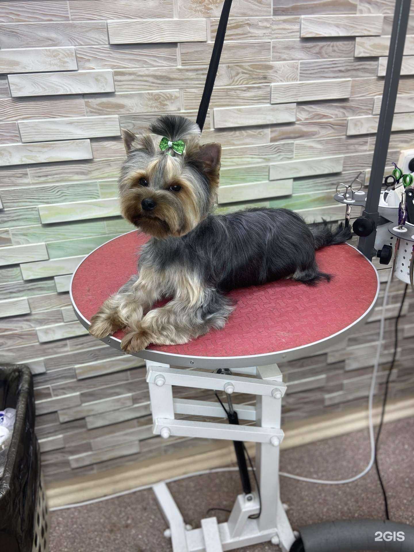 Отзывы на компанию Студия груминга в г. Кирово-Чепецк c фото