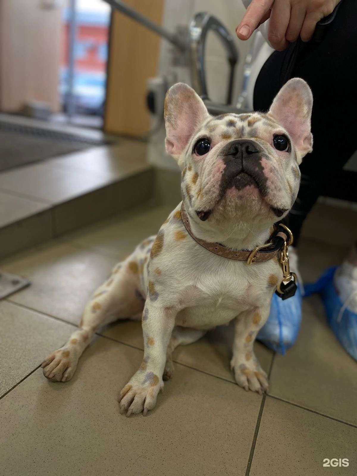 Отзывы на компанию Вет-Макс в Пушкине c фото