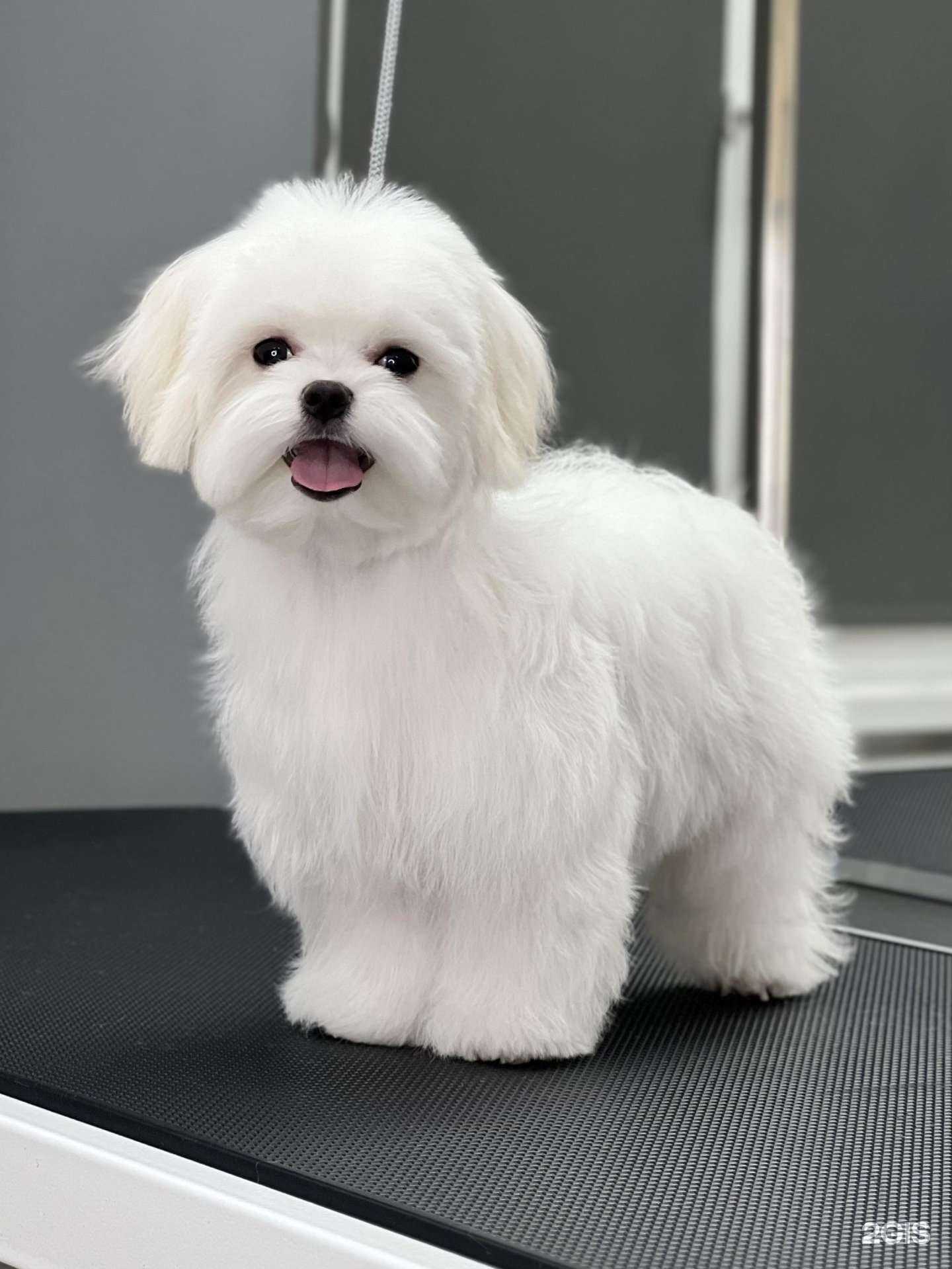 Отзывы на компанию Котёнок Гав в Новосибирске c фото