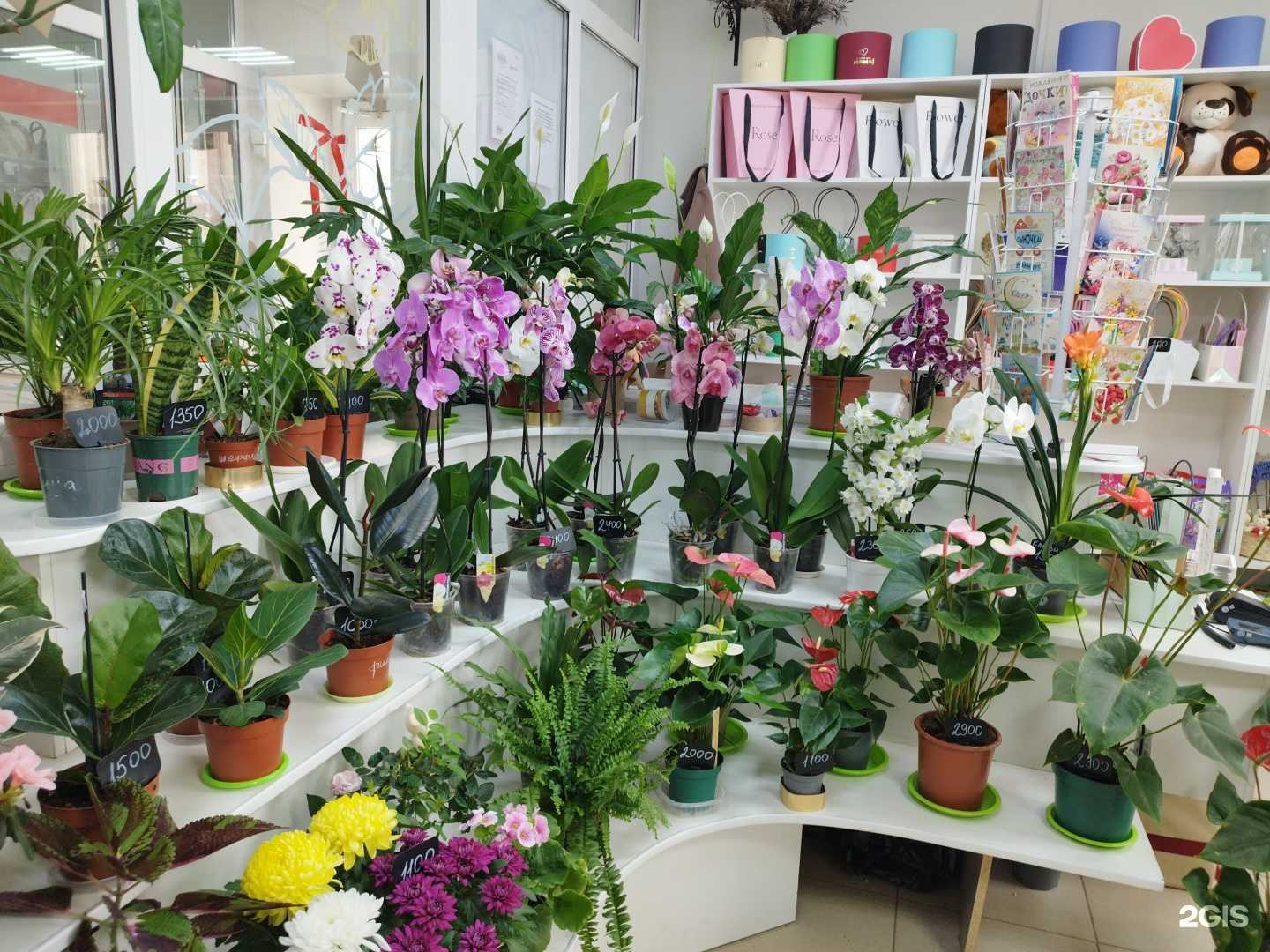 Отзывы на компанию Анютины глазки в Лысьве c фото