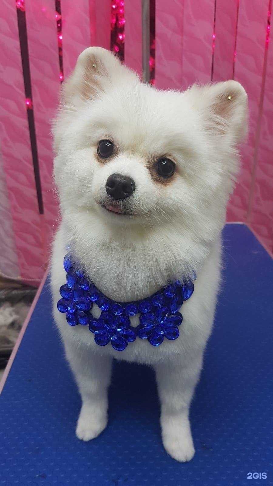 Отзывы на компанию Lady Dog в Калуге c фото