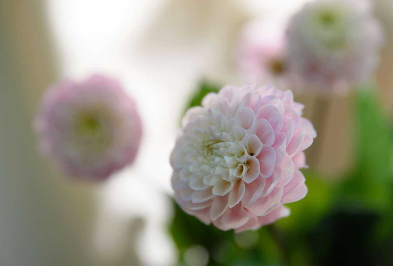 Отзывы на компанию Flowers. Lesrose в г. Нижний Новгород c фото