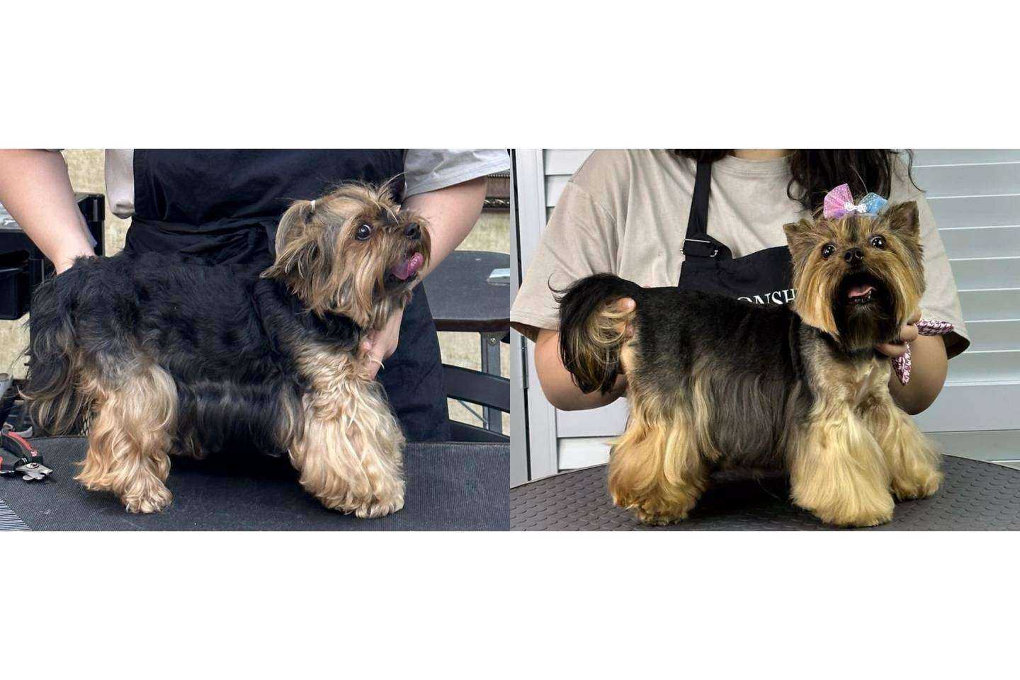 Отзывы на компанию Чистые Лапки в г. Южно-Сахалинск c фото