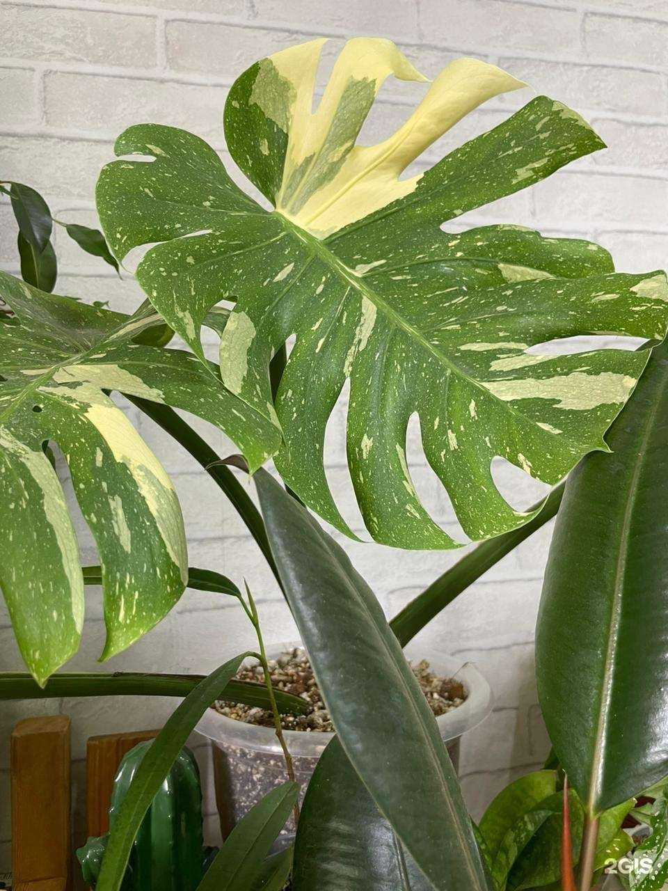 Отзывы на компанию Расти! в Кемерове c фото