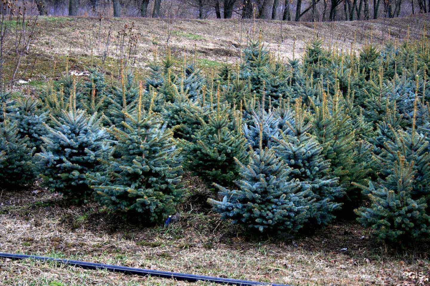 Отзывы на компанию ЗеленСтрой в Курске c фото