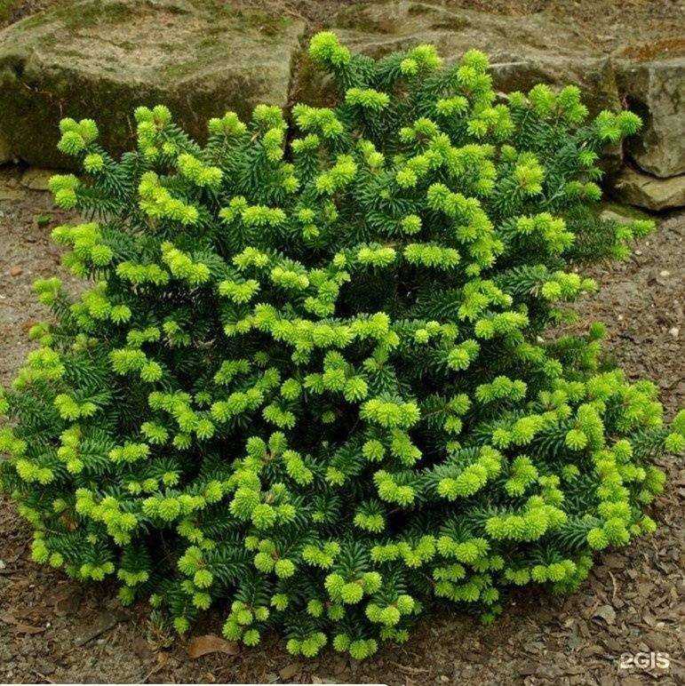 Отзывы на компанию Сад Амура в Хабаровске c фото