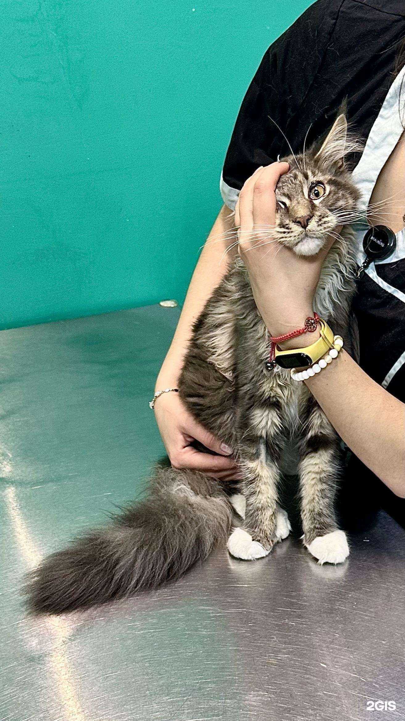 Отзывы на компанию Ветеринарная клиника в г. Краснодар c фото