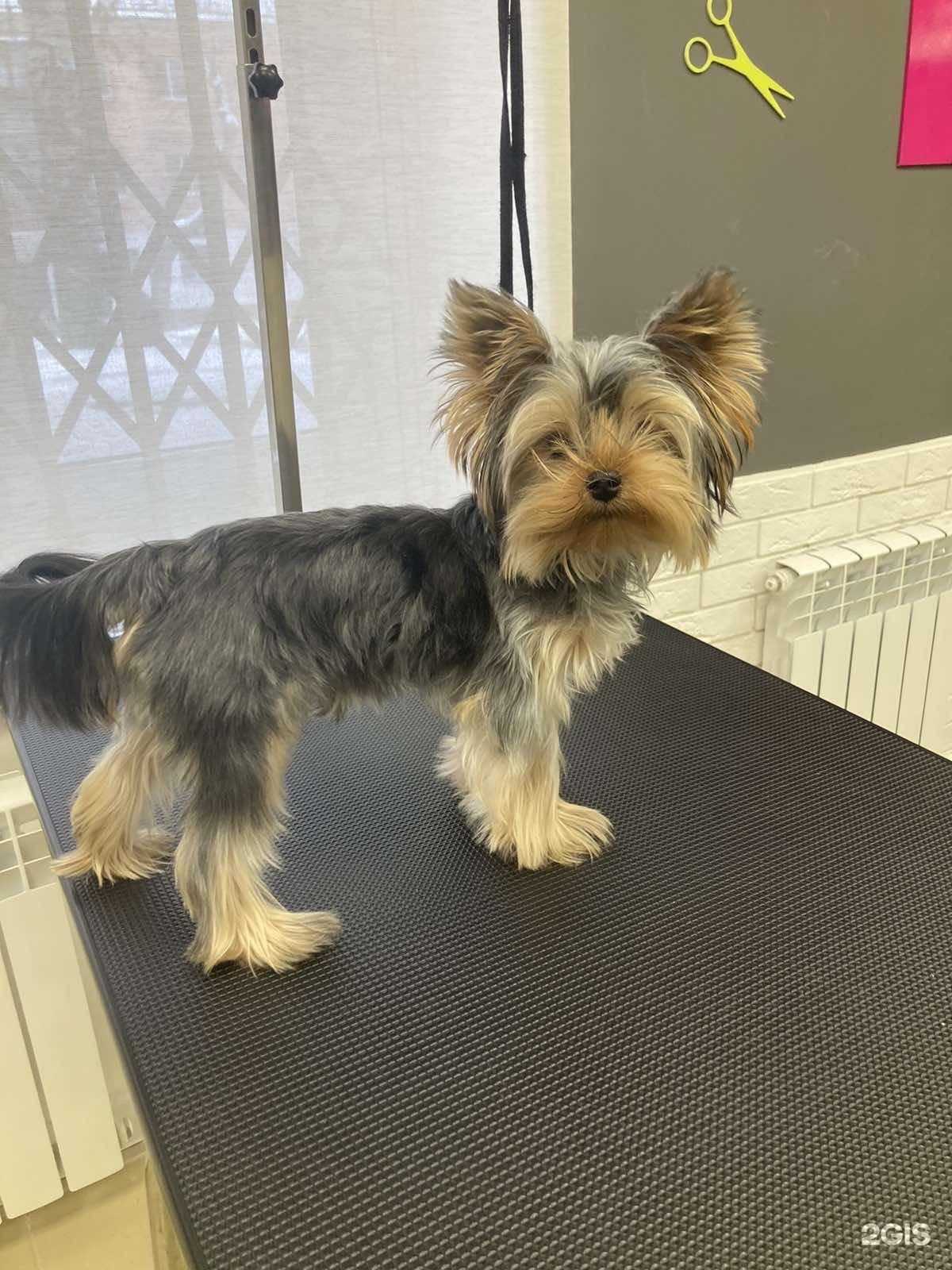 Отзывы на компанию Groom в г. Пермь c фото