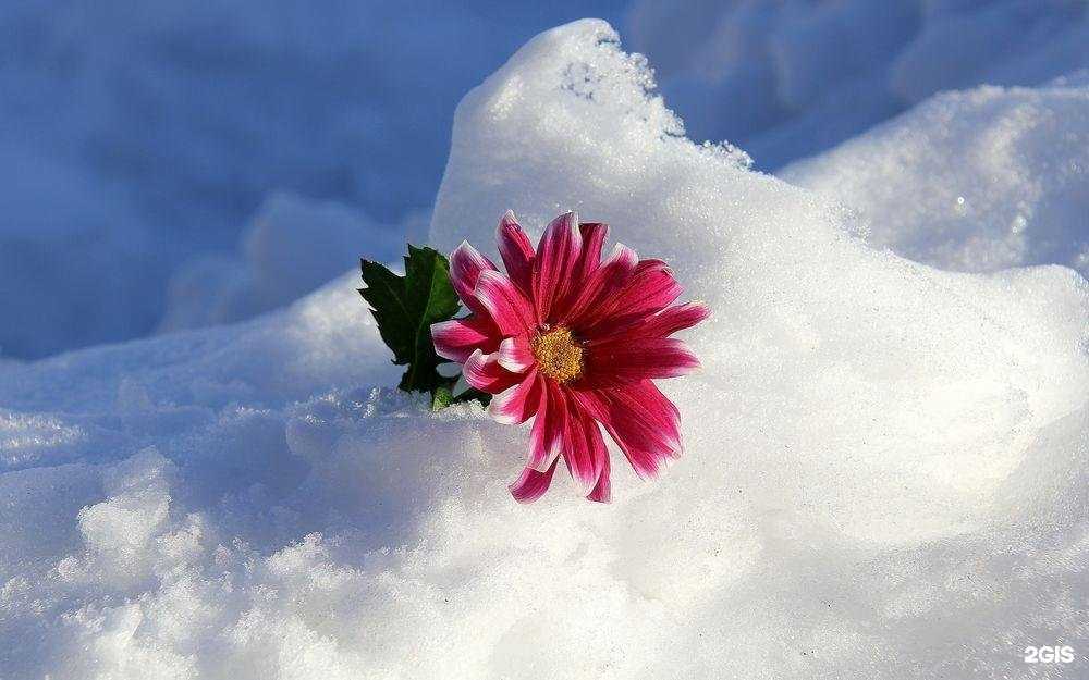 Отзывы на компанию Rose studio в Сочи c фото