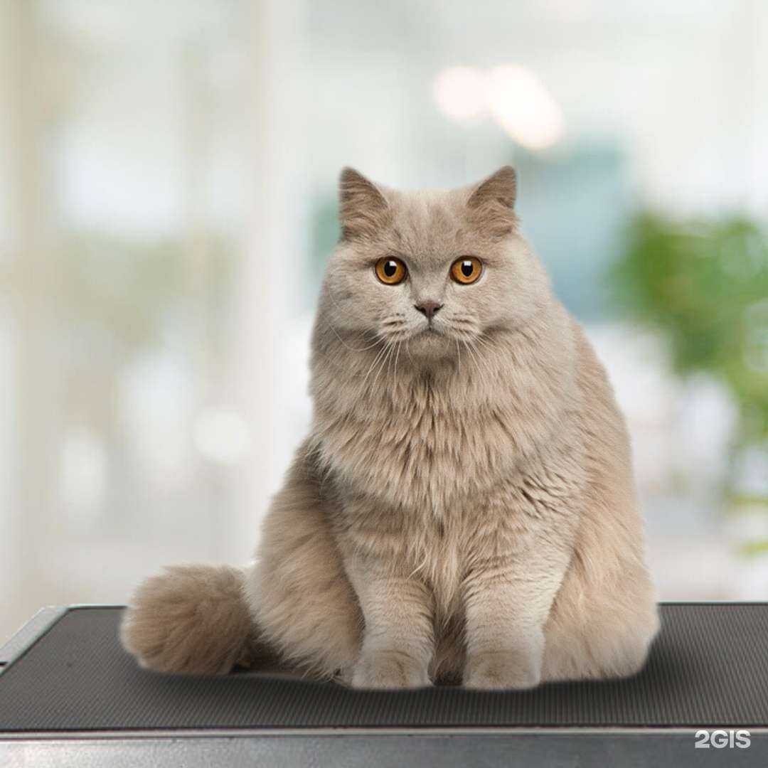 Отзывы на компанию Лиса в Краснодаре c фото