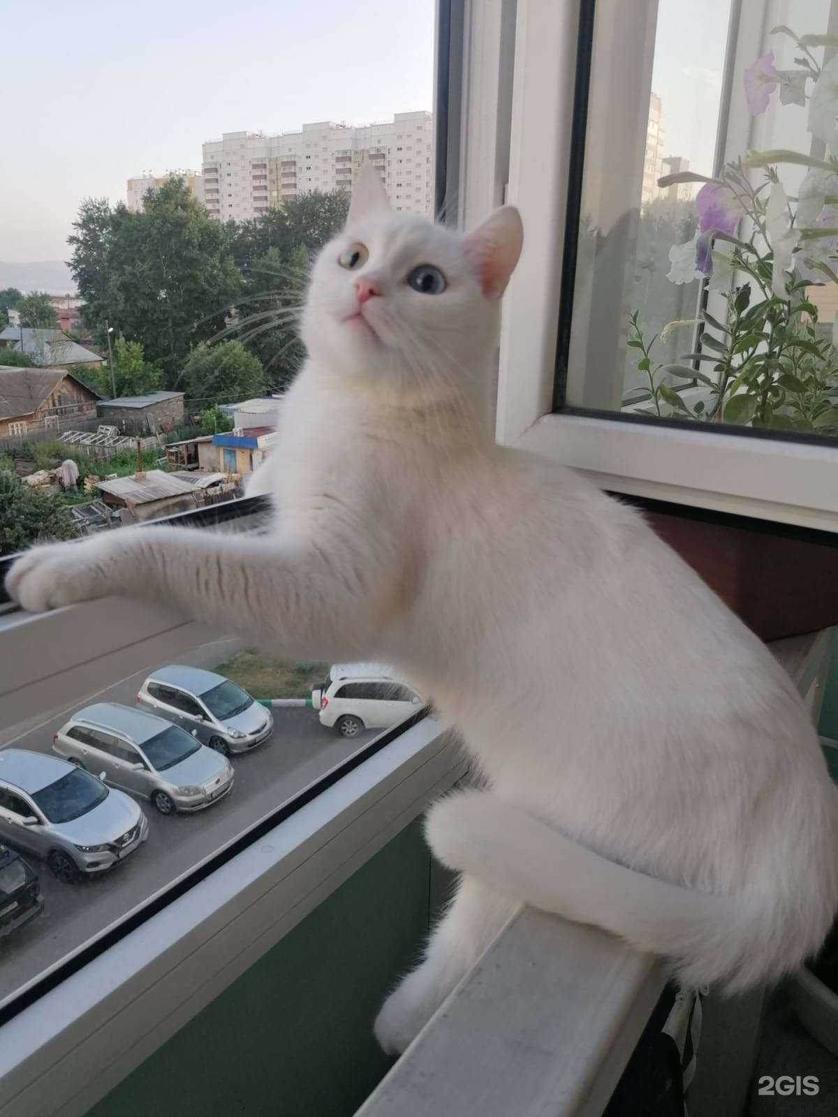 Отзывы на компанию Котопёс в Красноярске c фото - фотография 2 из 2